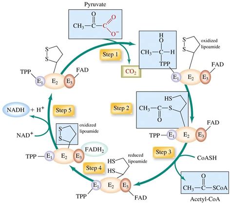 Image result for Genetic Inheritance of Pyruvate Dehydrogenase Complex