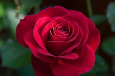 fiore la rosa foto gratis foglia flora natura petalo rosa fiore fiore la rosa foto gratis foglia flora natura petalo rosa fiore