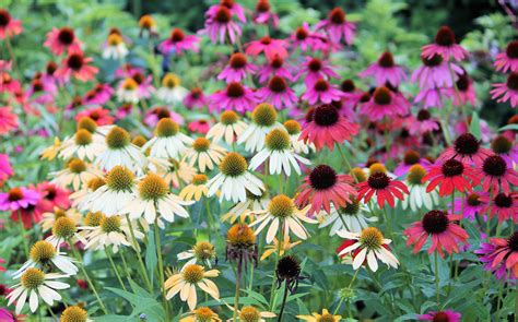 Cone Flowers From Seed at Denise Williams blog