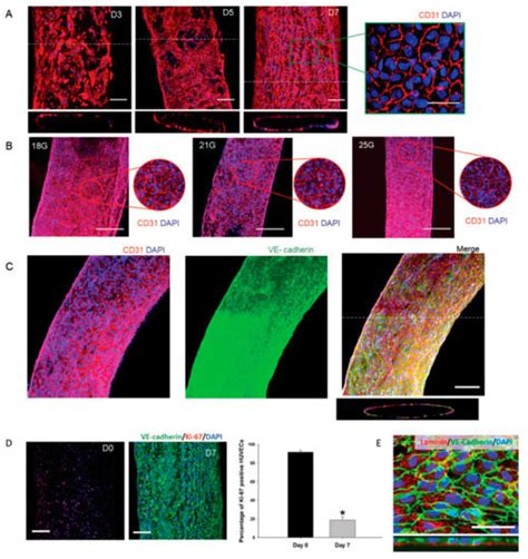 Bioprinting Vasculature: Materials, Cells and Emergent Techniques