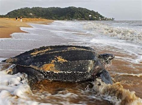 世界上体型最大的海龟是什么 世界上最大的龟有多大_四海网