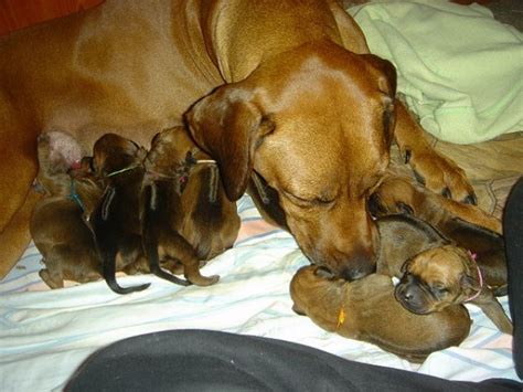Rassehunde Rhodesian Ridgeback Kleinanzeigen | Rassehunde Rhodesian ...