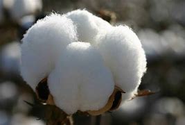 Image result for of cotton