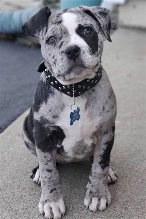 Zwarte Blauwe Heeler Pitbull Mix Australian Cattle Dog Honden Ras: