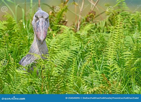 Shoebill, Balaeniceps Rex, Hidden in the Green Vegetation. Portrait of ...