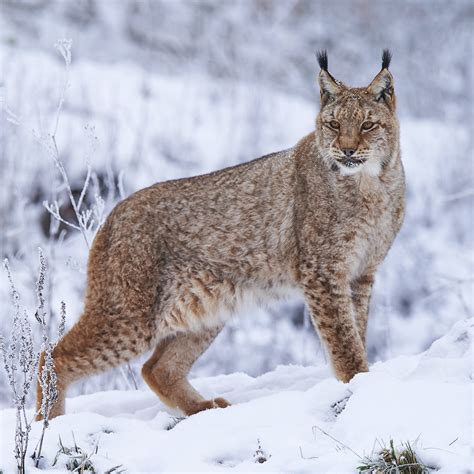 Eurasian Lynx (Lynx lynx) | about animals