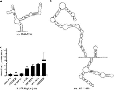 RNA Loop 的图像结果