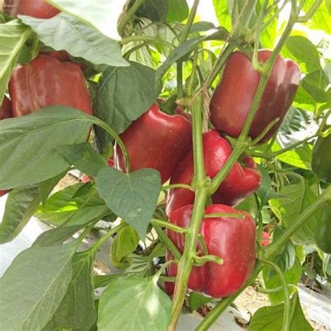 Vegetable Seeds | Farmers Stop