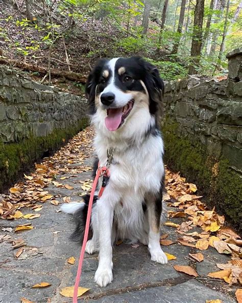 Great Pyrenees Australian Shepherd Mix: Info, Pictures, Facts, FAQs & More