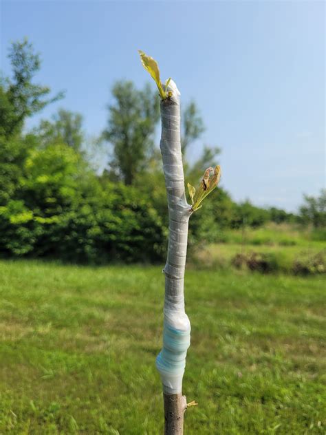 Summer Grafting Asian Pear - General Fruit Growing - Growing Fruit