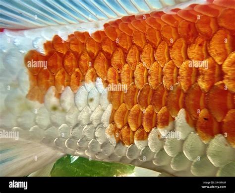 Kosher Fish With Scales at Tayla Stang blog