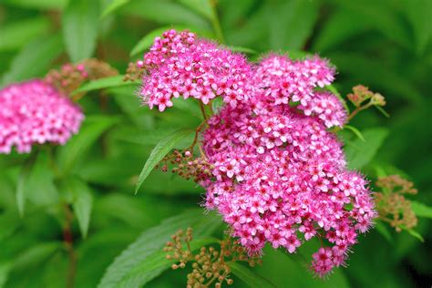 Types Of Spirea Plants at Donald Peterson blog