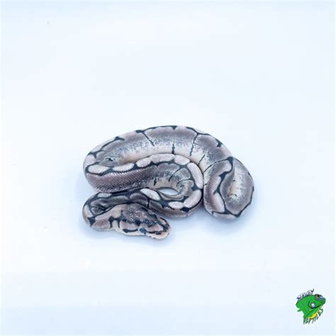 Image result for Axanthic Spider Ball Python
