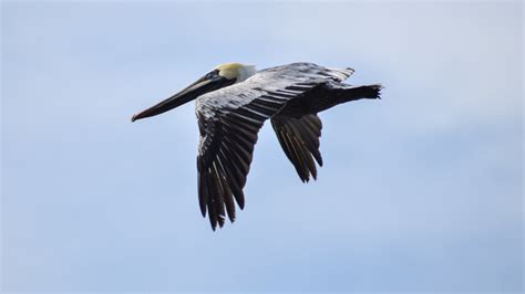 Brown Pelican identification – Florida Hikes