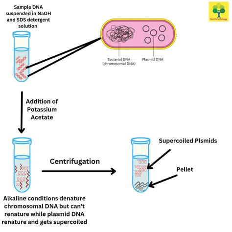 DNA Isolation Animation 的图像结果