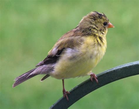 A photo of a female American Goldfinch (6-25-12). | Animals, Birds, Photo