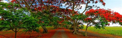 Mauritius Holidays