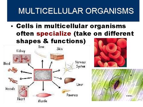 Image result for Multicellular Cells