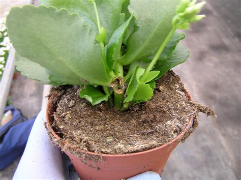 European Pepper Moth | Center for Invasive Species Research