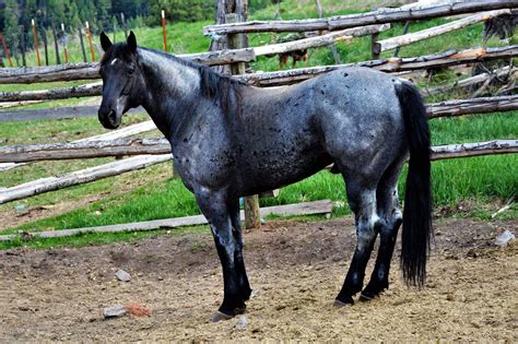 Crowheart Flutewood | Blue roan horse, Horses, Quarter horse