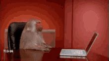 Image result for Monkey Computer Issue GIF