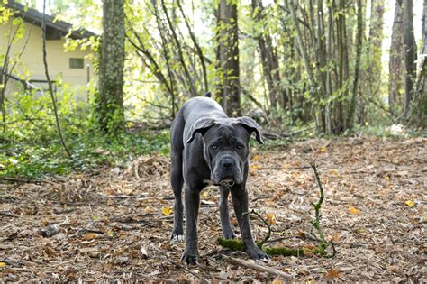 Majestic Blue Cane Corso: 2024 Comprehensive Guide