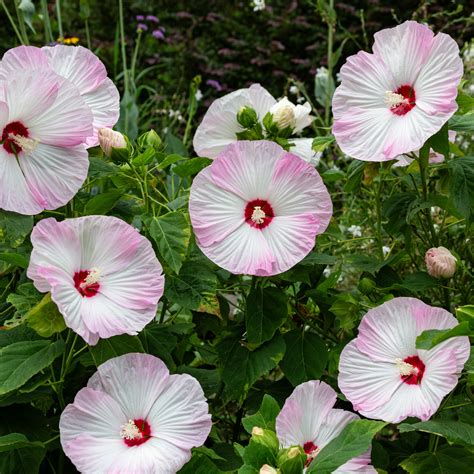When How To Prune Hibiscus at Claude Mardis blog