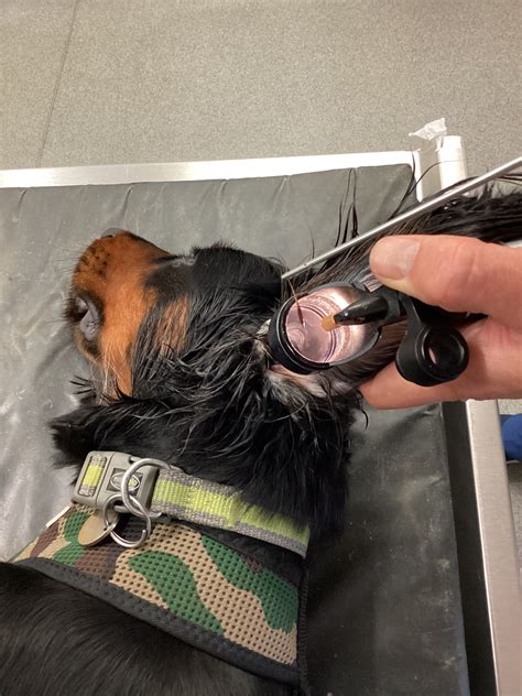 Grass seed season! - 387 Vets