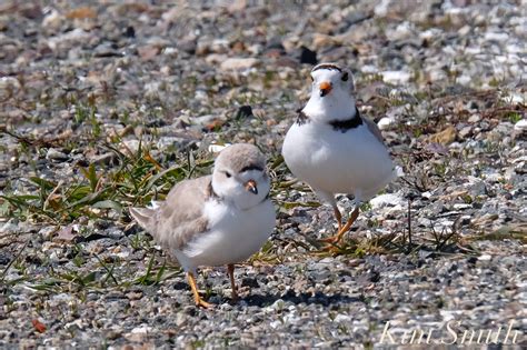 HEARTBREAKING TO SEE PIPING PLOVERS NESTING IN THE GOOD HARBOR BEACH ...