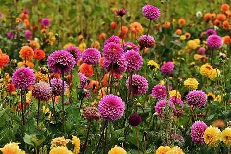 Are dahlias perennials? | HappySprout