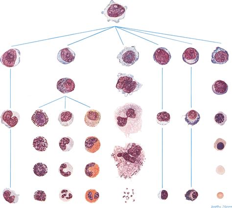 The Morphology of Human Blood Cells