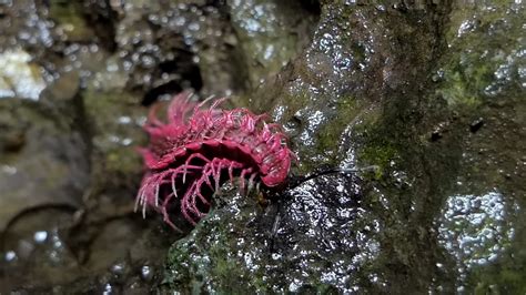 Watch what happens when ancient millipedes grow larger than a human body