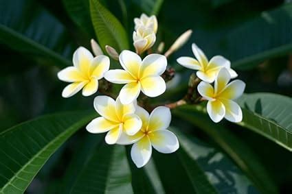 Green Horizon White PLUMERIA RUBRA/CHAMPA CHAMPAK/CHAPA/GOLOK/KATH ...