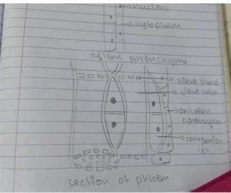 draw a neat labelled diagram of tissues that is responsible for ...