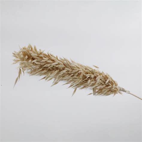 Buy Botanical Tails Set of 2 Dried Havana Sticks - 95cm from Home ...