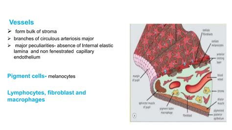 Anatomy of uvea UVEA of ophthalmology.pptx