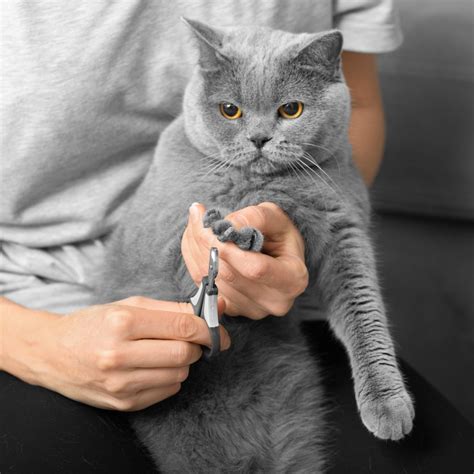 9 Essential Cat Tools That All Cat Owners Should Have | Budget Pet Products