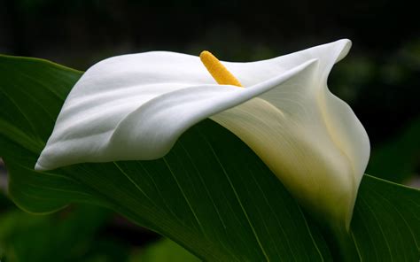 Elegant Calla Lily: HD Wallpaper of Nature's Beauty