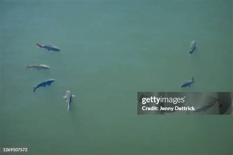 Image result for Top View Cod Fish