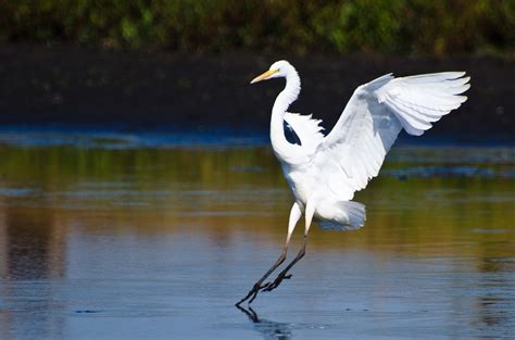 Free photo: Great White Heron - Bird, Food, Great - Free Download - Jooinn