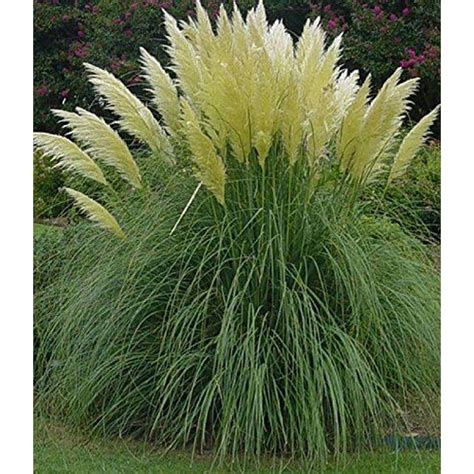 Cortaderia White Pampas Grass Plant Supplied in a 3L Pot