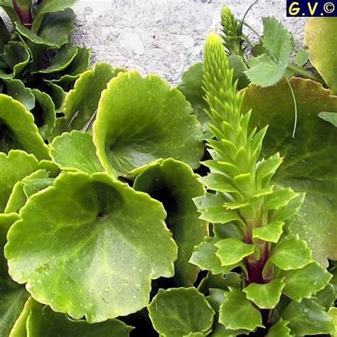 Saksı Güzeli (Cotyledon umbilicus)
