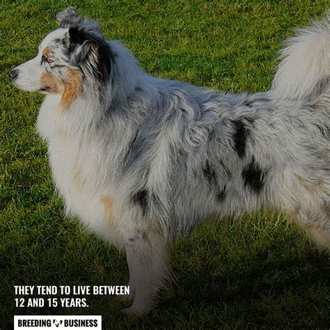 Australian Shepherd Life Span