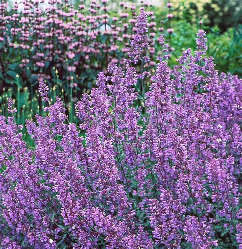Plants That Are Drought Tolerant
