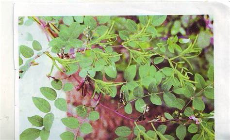 Neeli - JungleKey.in Image #50