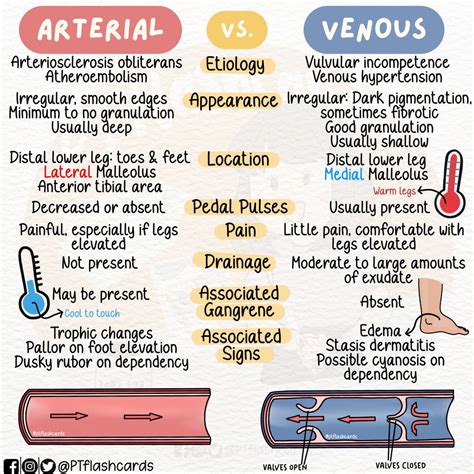 Arterial Pressure Vs Venous Pressure at Katherine Grayson blog