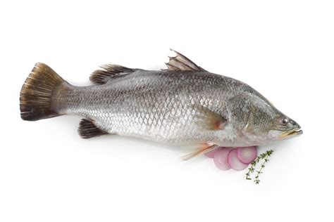 Pescafresh Whole Asian Sea Bass - Skinless Fillets - 1.5 KG (Yield ...