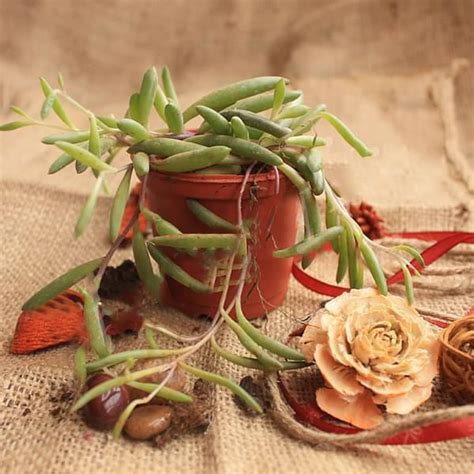 Buy Senecio radicans Glauca - Succulent Plant online from Nurserylive ...
