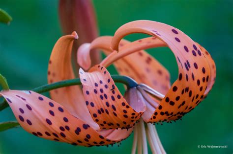 Lilium superbum - Turk's cap lily : r/flowers