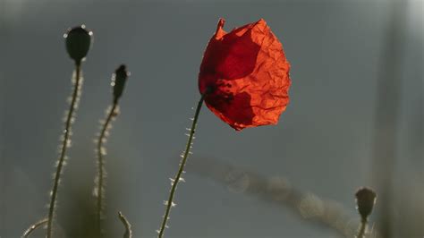 La magia del rocío al amanecer